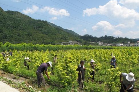 山茱萸种植基地