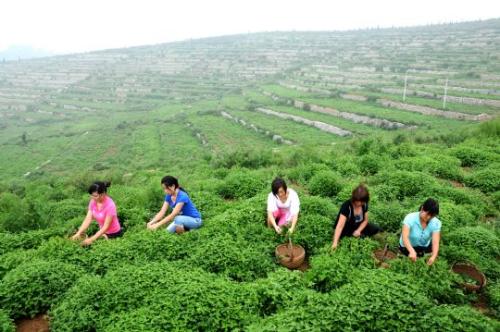 济源冬凌草种植基地