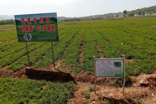 柴胡种植基地